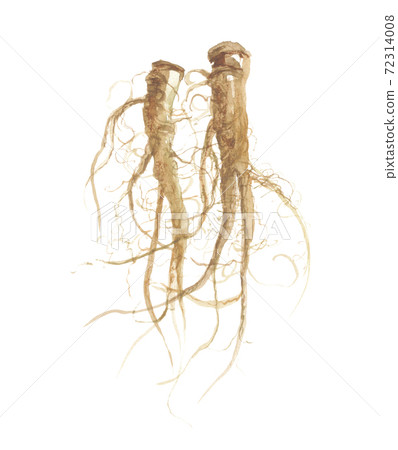 Chicory root chicory root - Stock Illustration [72314008] - PIXTA