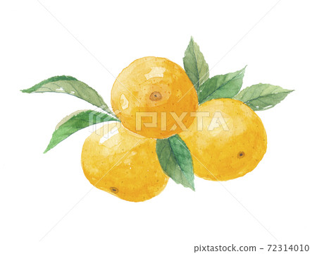 溫州橘子 溫州橘子 72314010