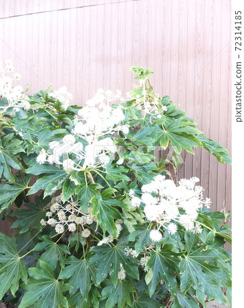 Lucky garden tree paper plant flower 72314185