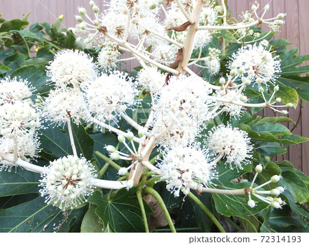 Lucky garden tree paper plant flower 72314193