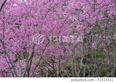 Kumano Waka Oji Shrine Cherry Blossoms Sakura Cherry Blossoms Kumano Waka Oji Shrine Cherry Blossoms Sakura Cherry Blossoms 72314311