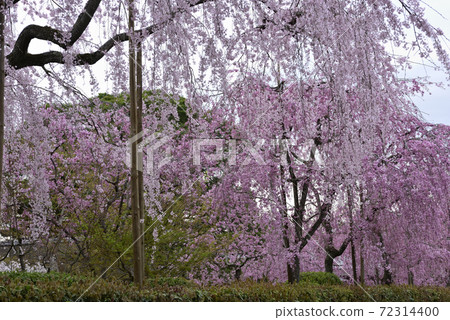 清流綠色 72314400