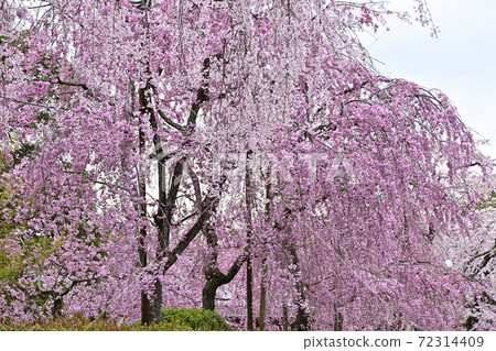 清流綠色 72314409