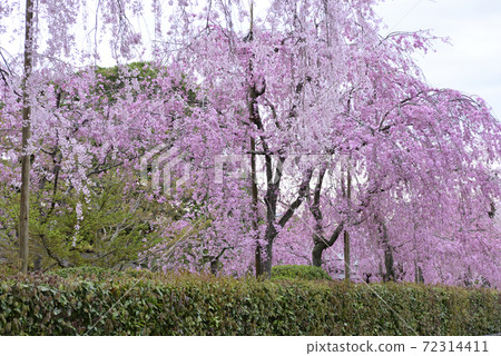 Clear stream green 72314411