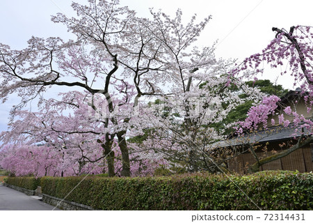 Clear stream green Clear stream green 72314431