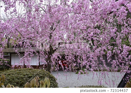 清流綠色 72314437