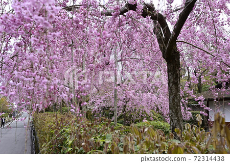 清流綠色 72314438