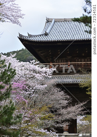 Nanzenji Temple Sanmon Sakura Nanzenji Temple Sanmon Sakura 72314581