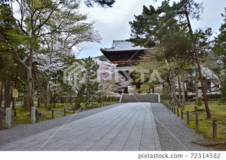 南禪寺三門櫻 南禪寺三門櫻 72314582
