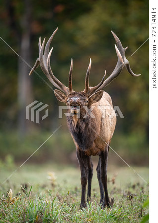 Wild Elk During Rut  72314913