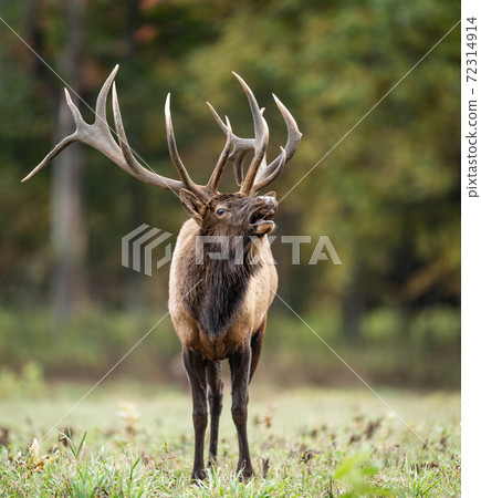 Wild Elk During Rut  72314914
