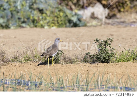 Kelly Kelly 72314989