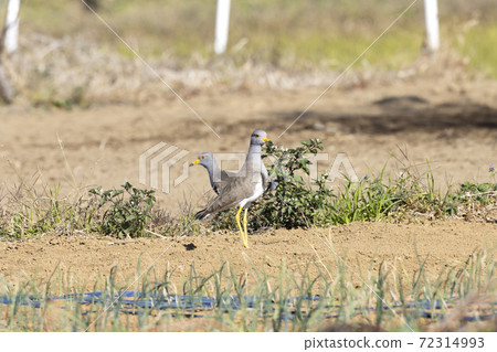 Kelly Kelly 72314993