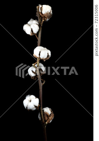 棉花 72315006