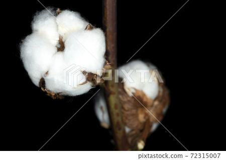 棉花 72315007