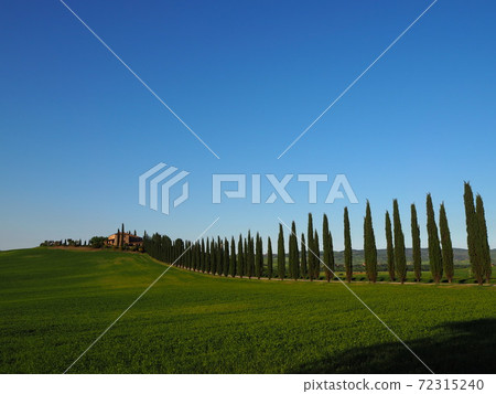 Sunny Italian Tuscany cypress tree-lined avenue 72315240