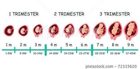 Embryo development stage timeline infographic 72315620