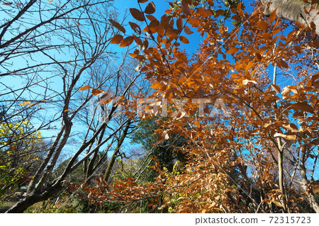Yamakobashi 即使在冬天也不會落葉的吉祥落葉樹 照片素材 圖片 圖庫