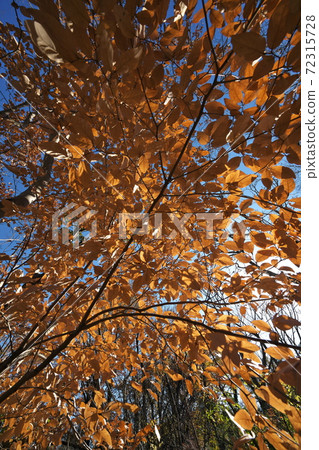 Lindera glauca, auspicious deciduous tree whose leaves do not "fall" even in winter 72315728