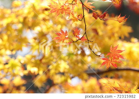 Momiji Momiji 72315982
