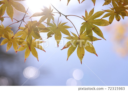 Momiji Momiji 72315983