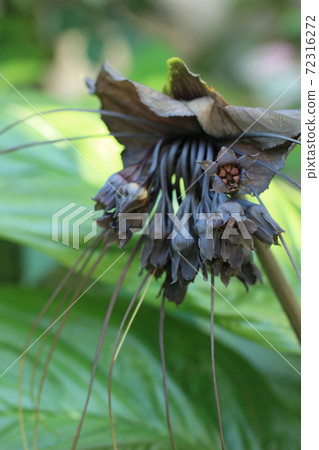 Bat flower winter flower rare flower 72316272
