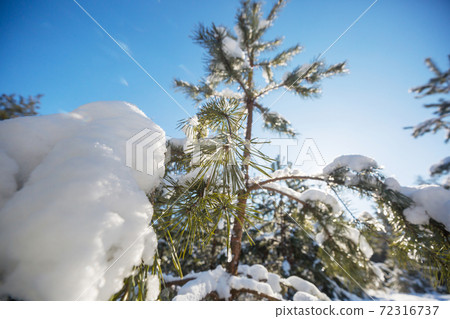 Winter forest Winter forest 72316737