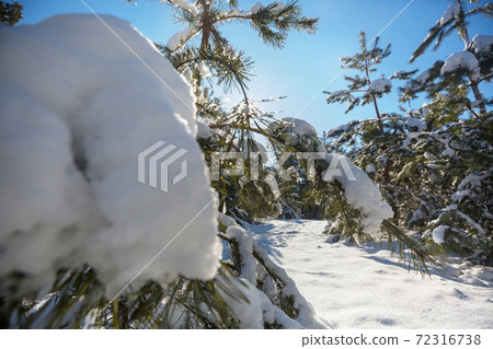 Winter forest 72316738
