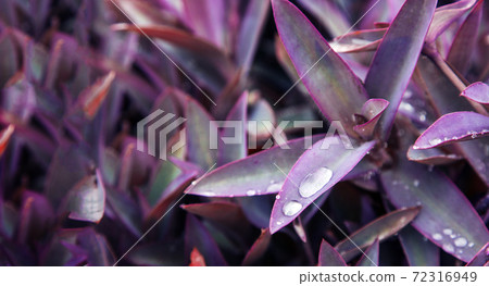 water drop on violet leaf with banner size of 72316949