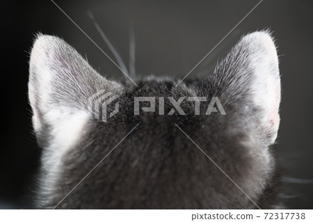 Cats ears Cats ears 72317738
