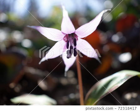 Soaring fairy erythronium Soaring fairy erythronium 72318417