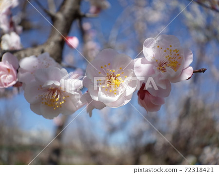 Cold cherry blossoms through the trees Cold cherry blossoms through the trees 72318421