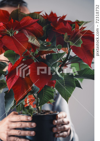 man holding a poinsettia plant man holding a poinsettia plant 72318732