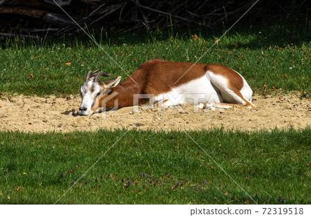 Dama gazelle, Gazella dama mhorr or mhorr gazelle is a species of gazelle Dama gazelle, Gazella dama mhorr or mhorr gazelle is a species of gazelle 72319518