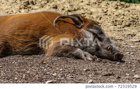 Red river hog, Potamochoerus porcus, also known as the bush pig. Red river hog, Potamochoerus porcus, also known as the bush pig. 72319529