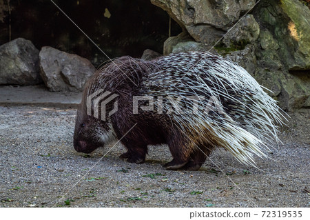 Indian crested Porcupine, Hystrix indica in a german nature park 72319535
