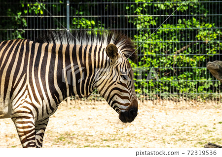 Hartmann's Mountain Zebra, Equus zebra hartmannae. An endangered zebra Hartmann's Mountain Zebra, Equus zebra hartmannae. An endangered zebra 72319536