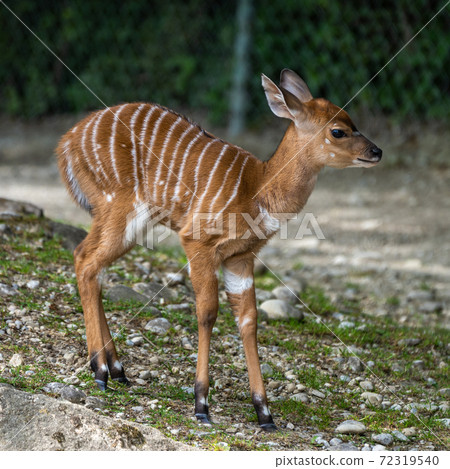 Baby Nyala Antelope - Tragelaphus angasii. Wild life animal. 72319540