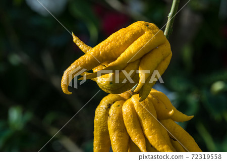 Citrus medica or the fingered citron, is an unusually shaped citron variety Citrus medica or the fingered citron, is an unusually shaped citron variety 72319558