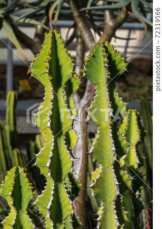 The Goree, Aloe melanacantha, is a rare species of Aloe from the western part of South Africa 72319566