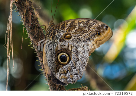 Owl butterfly ,caligo eurilochus. beautiful brown butterfly 72319572