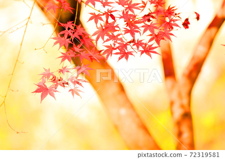 Shiga Prefecture, Kibogaoka Park scenery, nature, autumn leaves, winter sky, season [December] 72319581