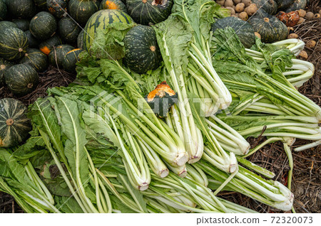 被遺棄的蔬菜變成葉子黴菌 72320073