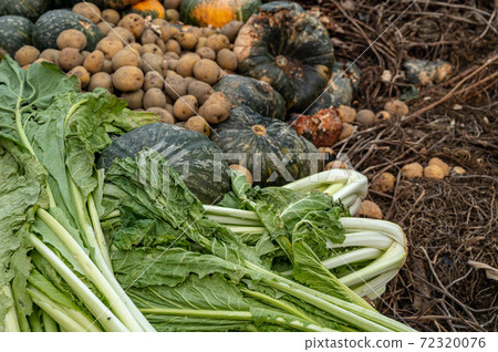 Abandoned vegetables that become humus Abandoned vegetables that become humus 72320076
