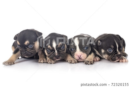 puppies french bulldog 72320155