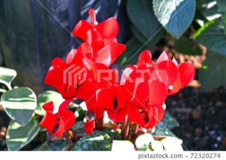 Garden cyclamen 72320274