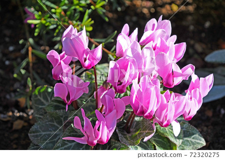 Garden cyclamen 72320275