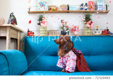 臘腸犬享受新的一年 72320465