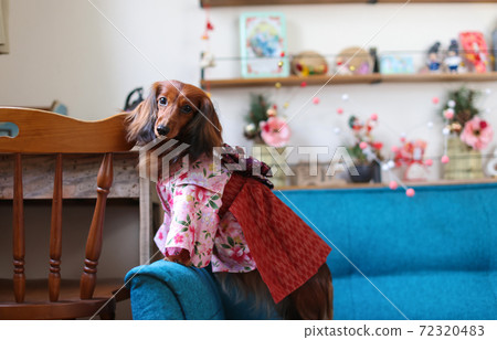 Dachshund enjoying the New Year Dachshund enjoying the New Year 72320483