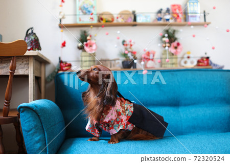 臘腸犬享受新的一年 72320524